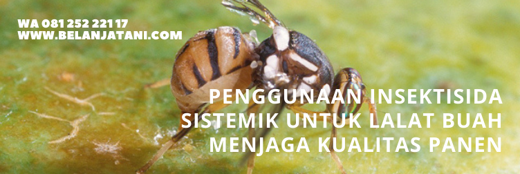 Lalat mangga, insektisida sistemik, lalat buah cabe, pengusir lalat, larva lalat buah