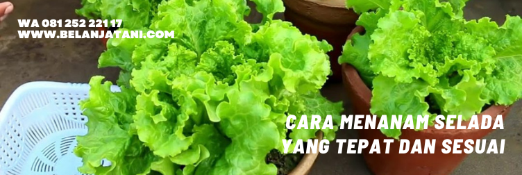 selada air, selada merah, daun selada, manfaat daun selada, cara menanam selada
