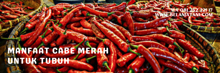 cabai merah, cabe, manfaat cabai, cabe merah besar, cabe lombok merah