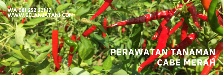 cabai merah, cabe, manfaat cabai, cabe merah besar, cabe lombok merah
