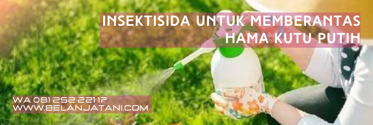 kutu putih, pupuk hama daun, kutu kebul cabai, kutu kebul bemisia, hama putih