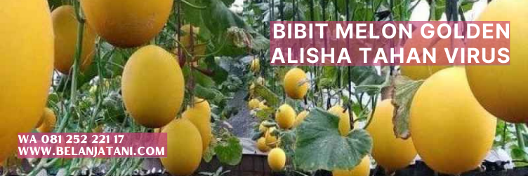 tanaman melon, alisha f1, budidaya melon, melon golden alisha, manfaat melon golden
