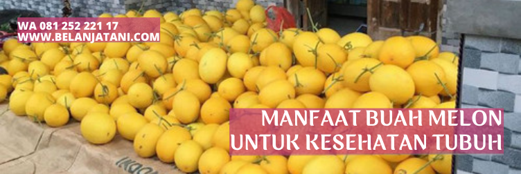 tanaman melon, alisha f1, budidaya melon, melon golden alisha, manfaat melon golden