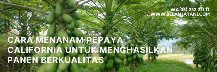 buah pepaya california, cara menanam pepaya, asal pepaya california, perkembangbiakan pepaya, perkebunan pepaya