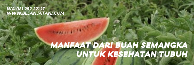 manfaat buah semangka, khasiat semangka, tanaman semangka, pohon semangka, umur panen semangka