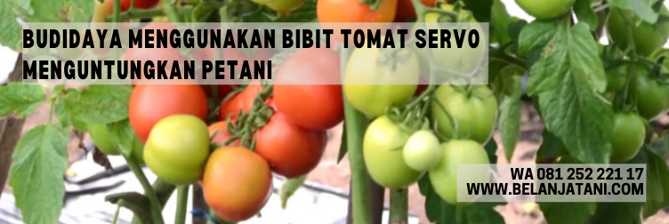benih tomat servo, pemupukan tomat servo, kandungan tomat, manfaat buah tomat, tomat buah