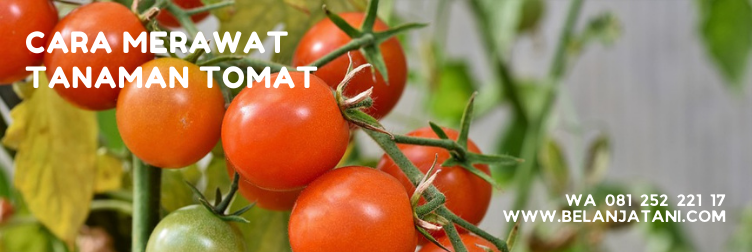 benih tomat servo, pemupukan tomat servo, kandungan tomat, manfaat buah tomat, tomat buah