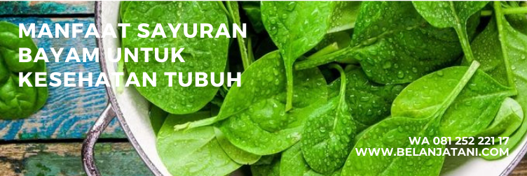 bayam hijau, kandungan bayam hijau, manfaat bayam hijau, tanaman bayam, morfologi tanaman bayam