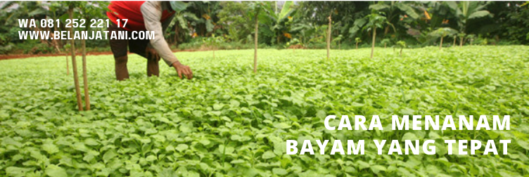 bayam hijau, kandungan bayam hijau, manfaat bayam hijau, tanaman bayam, morfologi tanaman bayam