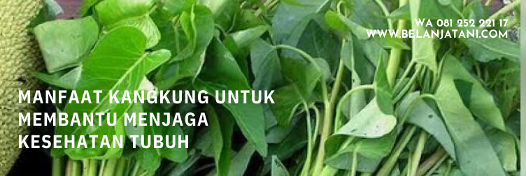 bibit kangkung serimpi, benih kangkung, benih kangkung air, harga benih kangkung serimpi, benih kangkung serimpi 1kg