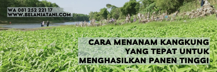 bibit kangkung serimpi, benih kangkung, benih kangkung air, harga benih kangkung serimpi, benih kangkung serimpi 1kg