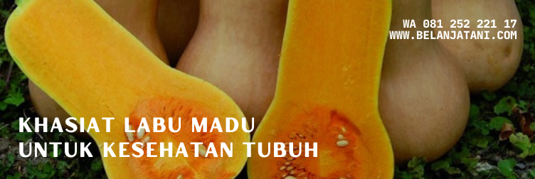 labu madu, pemasaran labu madu, olahan labu madu, labu madu kediri, jenis labu madu