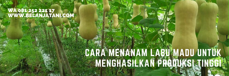 labu madu, pemasaran labu madu, olahan labu madu, labu madu kediri, jenis labu madu
