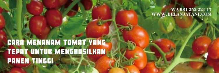 tomat tm marvel, harga tomat marvel, harga bibit tomat marvel, tomat marvel f1, harga benih tomat marvel