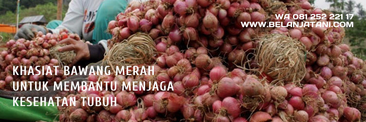 lokananta bawang merah, benih bawang merah lokananta, keunggulan bawang merah lokananta, cara menanam bibit bawang merah, jenis bibit bawang merah
