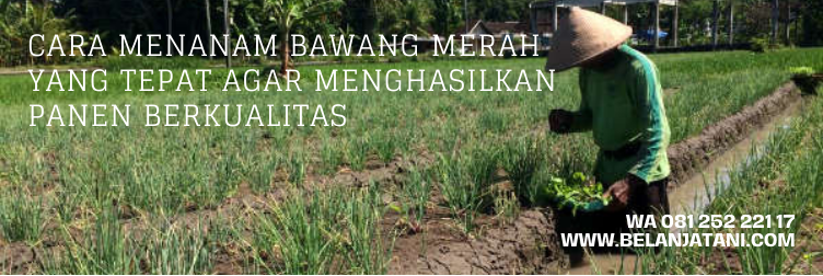 lokananta bawang merah, benih bawang merah lokananta, keunggulan bawang merah lokananta, cara menanam bibit bawang merah, jenis bibit bawang merah