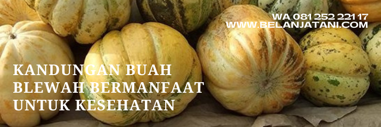 Jual Bibit Blewah Unggulan Bisma Menghasilkan Panen Berkualitas Terbaik | Belanja Tani bibit blewah unggul, bibit blewah madu, bibit blewah super, kebun blewah, blewah bisma
