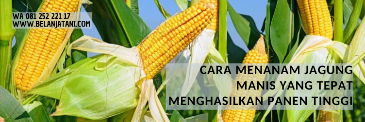 bibit jagung manis, jagung manis secada f1, benih jagung secada f1, bibit jagung manis terbaik, harga benih jagung manis