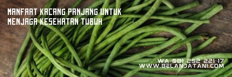 kancang panjang kanton tavi, harga bibit kacang panjang kanton tavi, budidaya kacang panjang, panen kacang panjang, umur tanaman kacang panjang