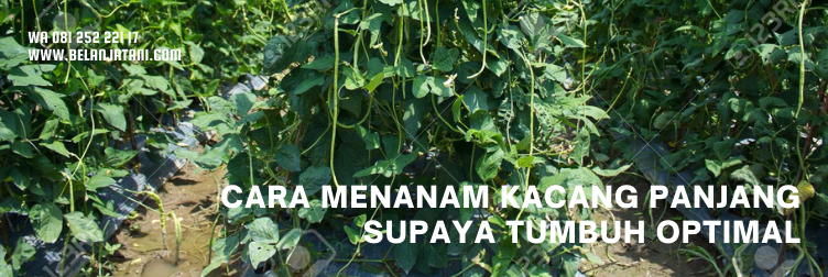 kancang panjang kanton tavi, harga bibit kacang panjang kanton tavi, budidaya kacang panjang, panen kacang panjang, umur tanaman kacang panjang