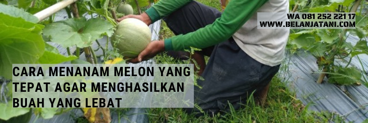 benih melon pertiwi, melon pertiwi anvi, melon pertiwi, tanaman melon, cara menanam melon