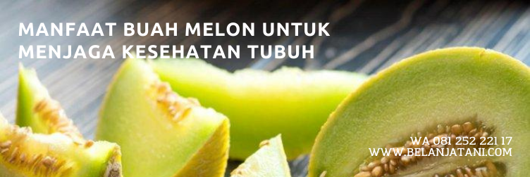 benih melon pertiwi, melon pertiwi anvi, melon pertiwi, tanaman melon, cara menanam melon