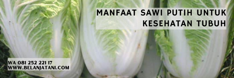 sawi putih, kebun sawi putih, benih sawi putih, jual bibit sawi, harga benih sawi