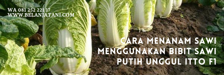 sawi putih, kebun sawi putih, benih sawi putih, jual bibit sawi, harga benih sawi