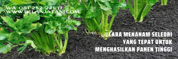 bibit seledri, bibit seledri besar, budidaya seledri amigo, bibit seledri terbaik, bibit seledri panah merah