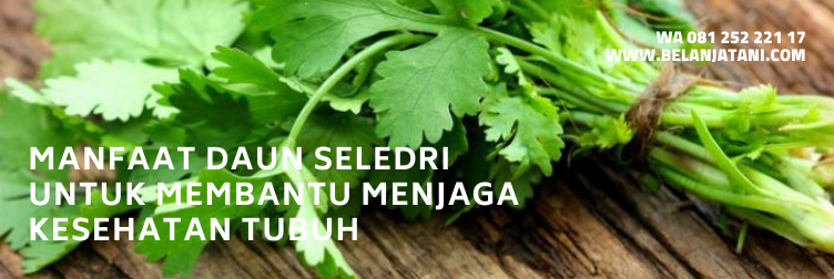 bibit seledri, bibit seledri besar, budidaya seledri amigo, bibit seledri terbaik, bibit seledri panah merah