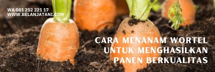 bibit wortel, harga bibit wortel, bentuk bibit wortel, panen wortel, khasiat wortel