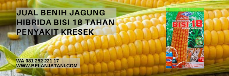 kekurangan bisi 18, benih jagung unggul, jagung hibrida terbaik, jagung hibrida pioneer, jenis bibit jagung