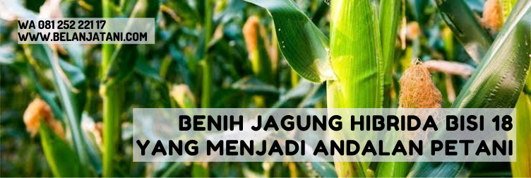 kekurangan bisi 18, benih jagung unggul, jagung hibrida terbaik, jagung hibrida pioneer, jenis bibit jagung