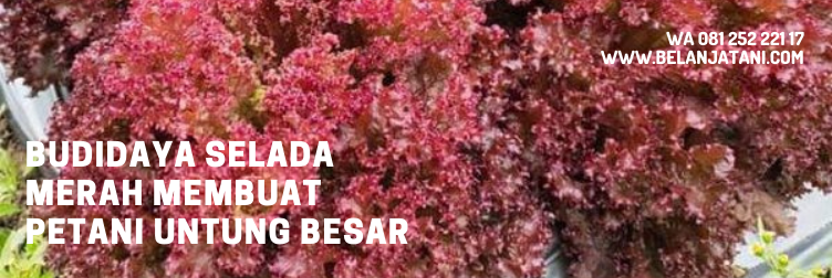 selada merah, benih selada merah, manfaat selada merah, hidroponik selada merah, harga selada merah