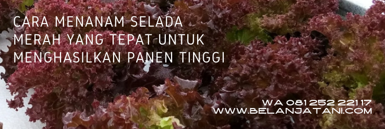 selada merah, benih selada merah, manfaat selada merah, hidroponik selada merah, harga selada merah