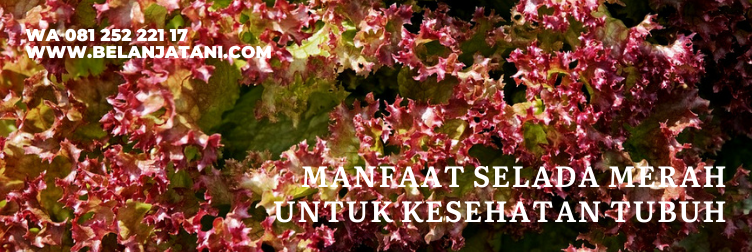 selada merah, benih selada merah, manfaat selada merah, hidroponik selada merah, harga selada merah