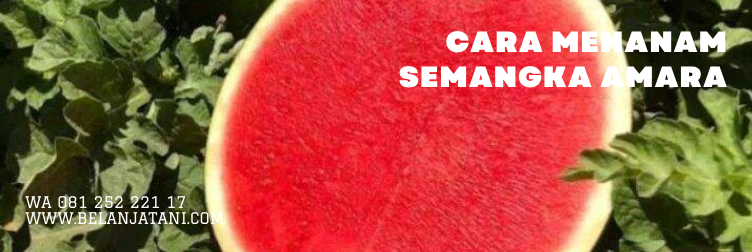 Jual Bibit Semangka Amara Tahan Layu Berkualitas Terbaik | Belanja Tani semangka amara f1, benih semangka amara, manfaat buah semangka, khasiat semangka, budidaya semangka