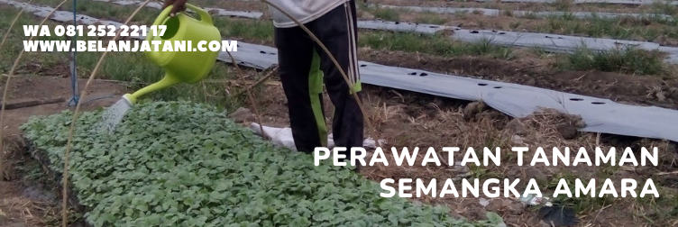 semangka amara f1, benih semangka amara, manfaat buah semangka, khasiat semangka, budidaya semangka
