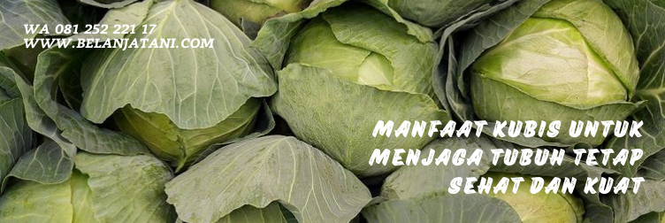 kubis sehati, kubis sehati f1, benih kubis, bentuk benih kubis, harga benih kubis