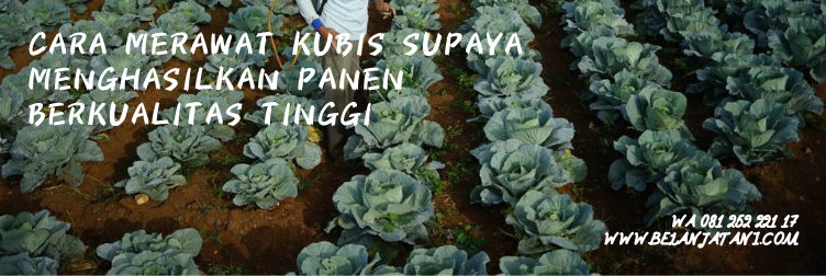 kubis sehati, kubis sehati f1, benih kubis, bentuk benih kubis, harga benih kubis
