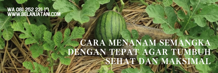 benih semangka terbaik, harga benih semangka, bibit semangka unggul, benih semangka unggulan, bibit semangka