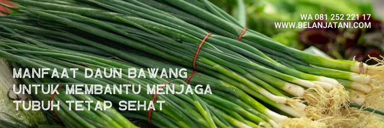 bibit daun bawang, bibit daun bawang prei, daun bawang besar, manfaat daun bawang prei, daun bawang bombay