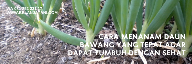 bibit daun bawang, bibit daun bawang prei, daun bawang besar, manfaat daun bawang prei, daun bawang bombay