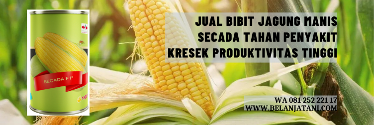 bibit jagung manis, jagung manis secada f1, benih jagung secada f1, bibit jagung manis terbaik, harga benih jagung manis