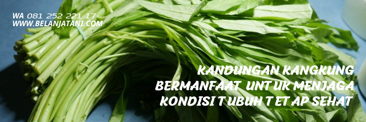 bibit kangkung, benih kangkung, bibit kangkung yang bagus, jual bibit kangkung terdekat, jenis kangkung terbaik