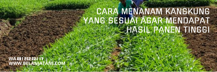 Jual Bibit Kangkung Terbaik Tornado Harga Terjangkau | Belanja Tani bibit kangkung, benih kangkung, bibit kangkung yang bagus, jual bibit kangkung terdekat, jenis kangkung terbaik