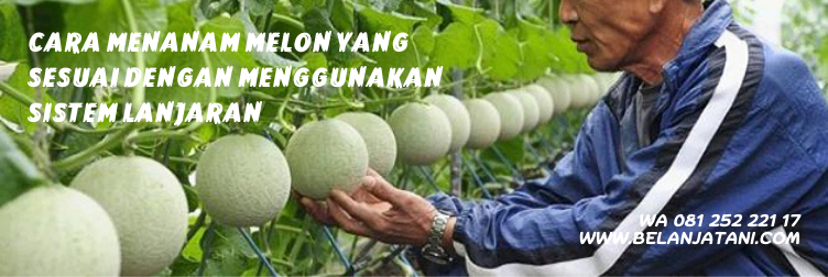 bibit melon, bibit panah merah online, bibit cap panah merah, jual bibit cap panah merah, bibit panah merah online