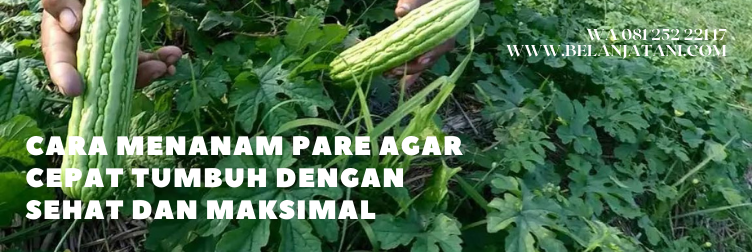 harga bibit pare unggul, bibit pare, bibit pare super, benih paria, bibit pare panah merah