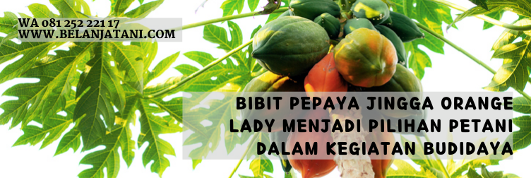 pepaya jingga bangkok, bibit pepaya california, bibit pepaya unggul, jenis pepaya unggul, warna buah pepaya