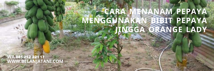 pepaya jingga bangkok, bibit pepaya california, bibit pepaya unggul, jenis pepaya unggul, warna buah pepaya
